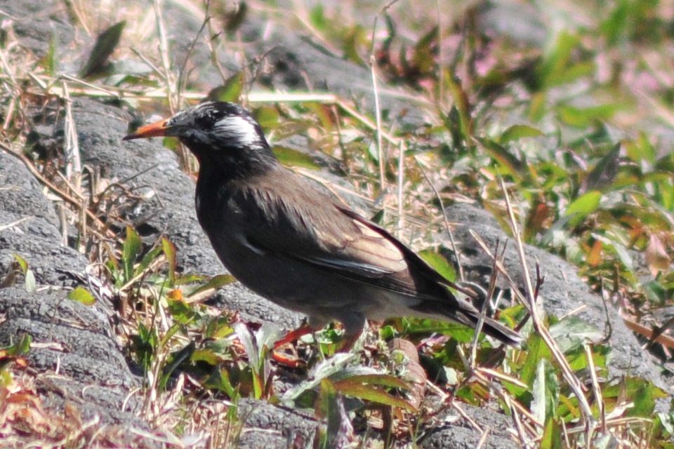 White-cheeked Starling