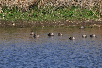 Eastern Spot-billed Duck 元荒川 Thu, 2/21/2019