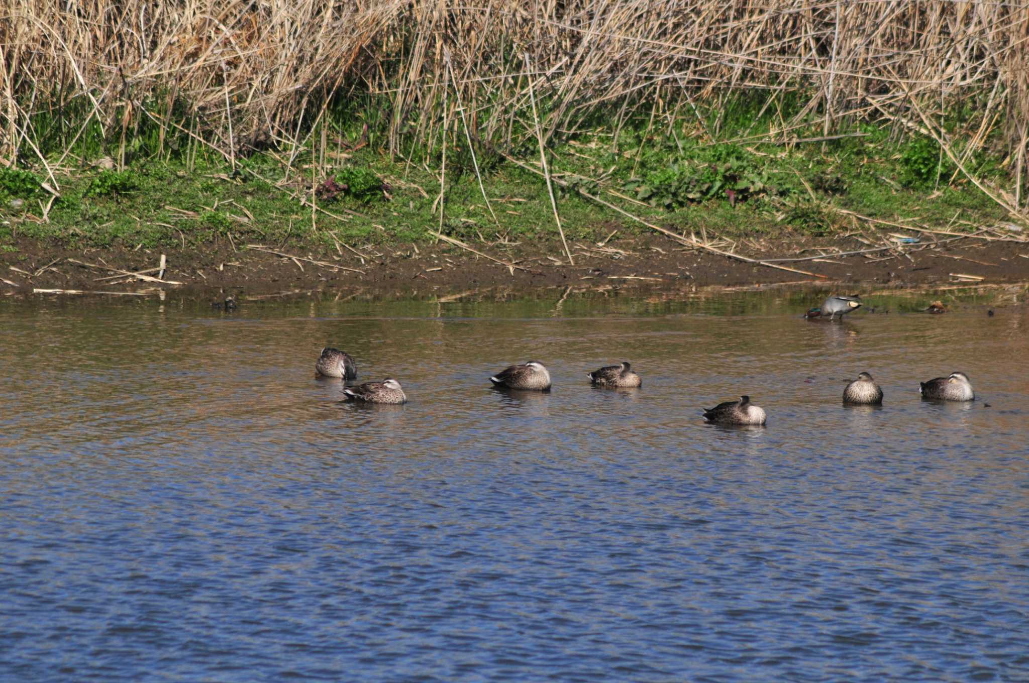 Photo of Eurasian Teal at 元荒川 by Lalxu