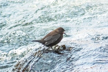 Brown Dipper 奥入瀬渓流 Sun, 3/3/2019