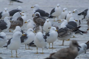 ウミネコ 茨城県 2019年3月3日(日)