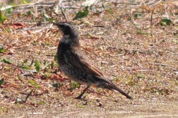 Dusky Thrush 山ノ神沼 Sat, 3/2/2019