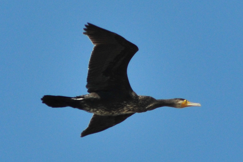 Great Cormorant