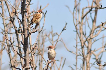 Eurasian Tree Sparrow 山ノ神沼 Sat, 3/2/2019