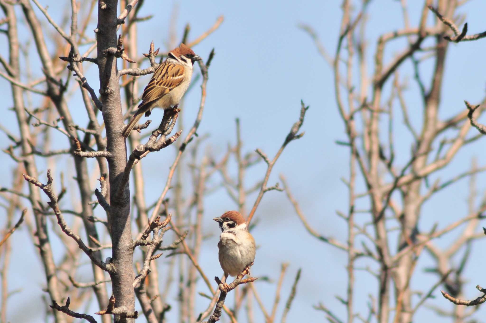 Eurasian Tree Sparrow