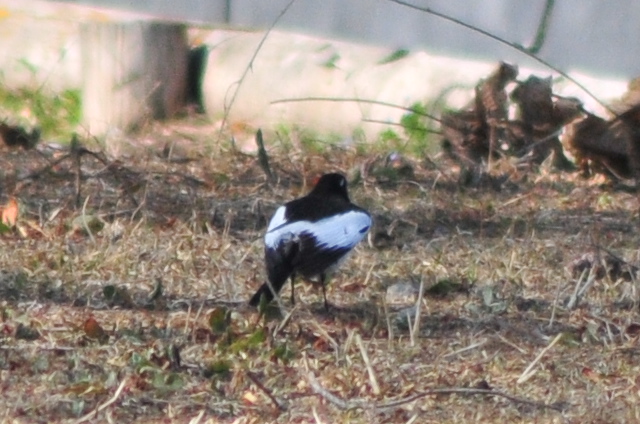 Japanese Wagtail