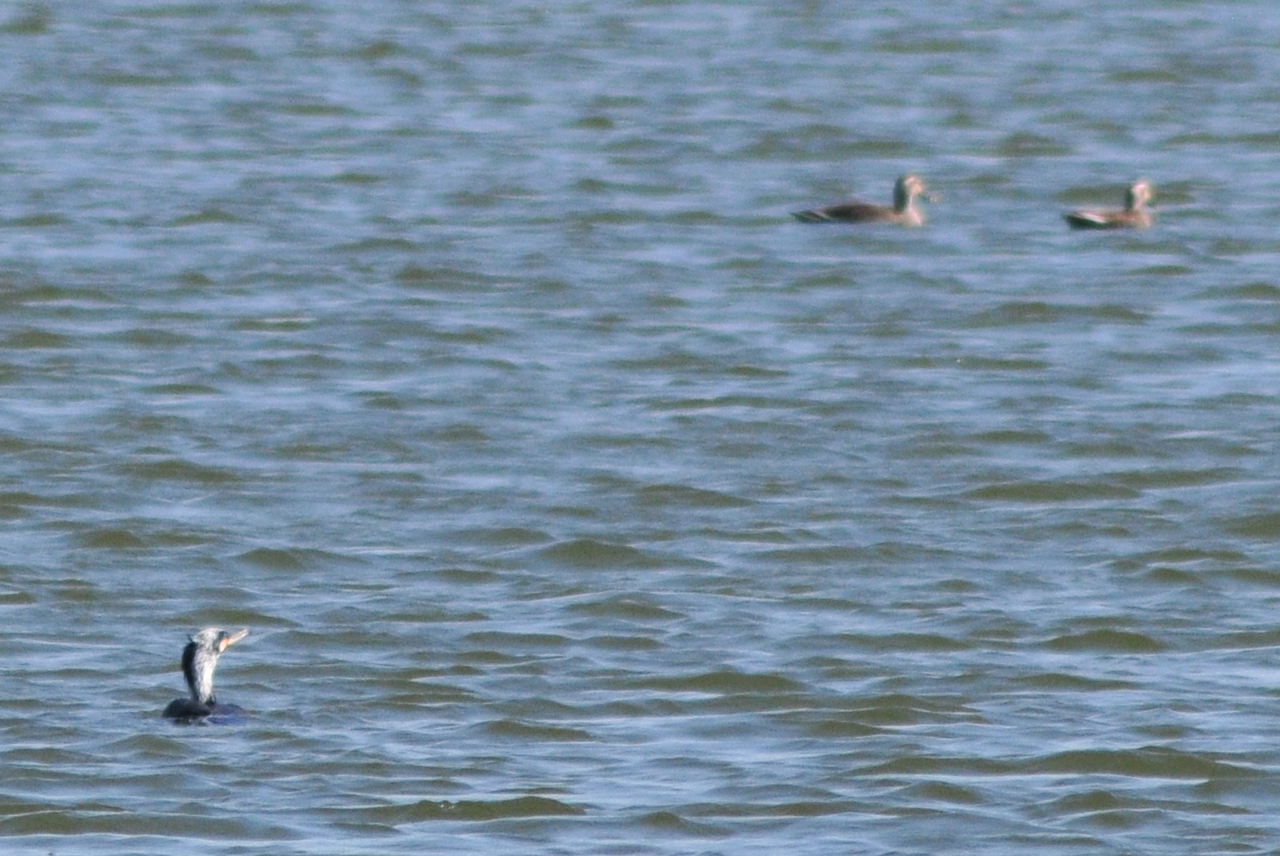 Great Cormorant