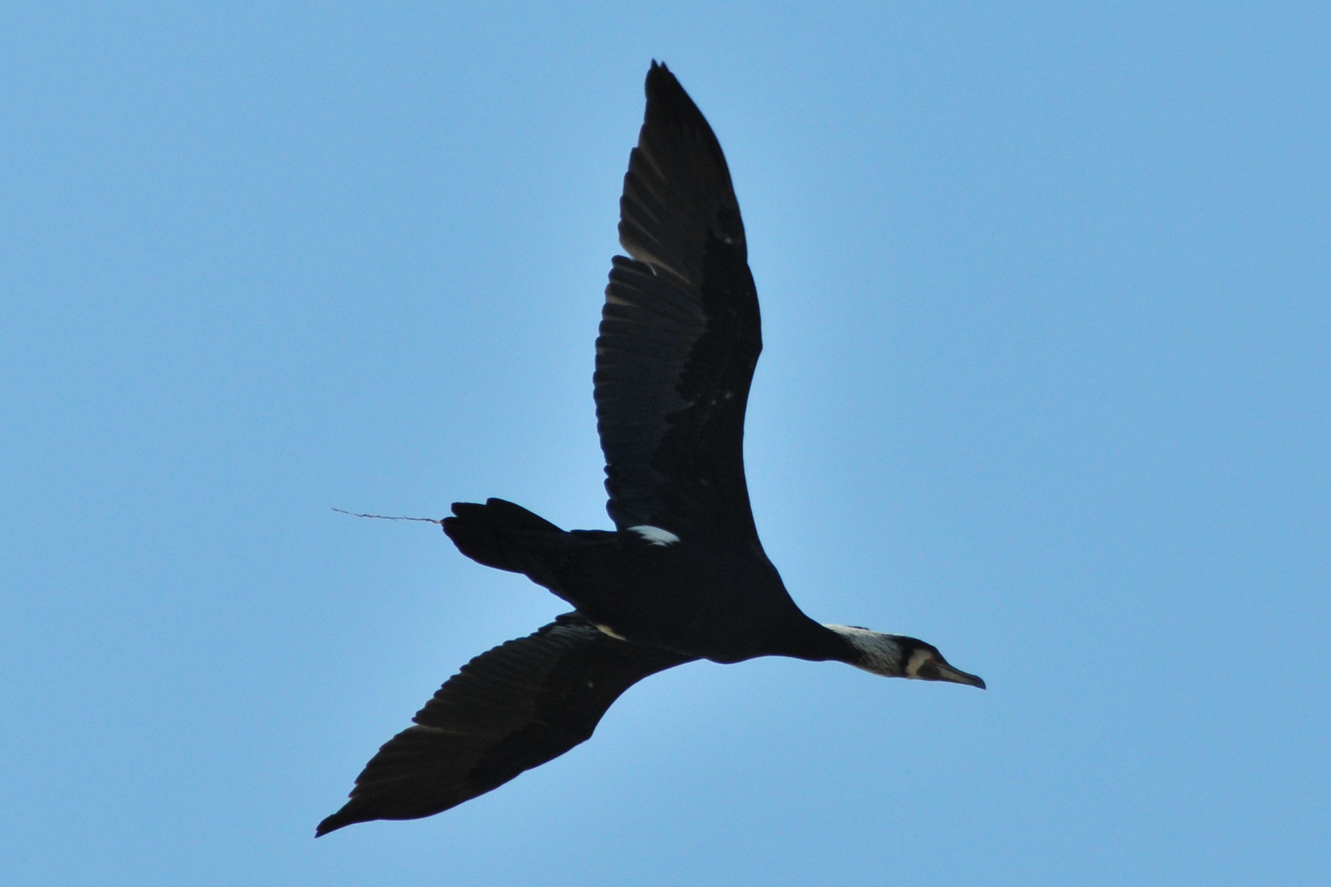 Great Cormorant