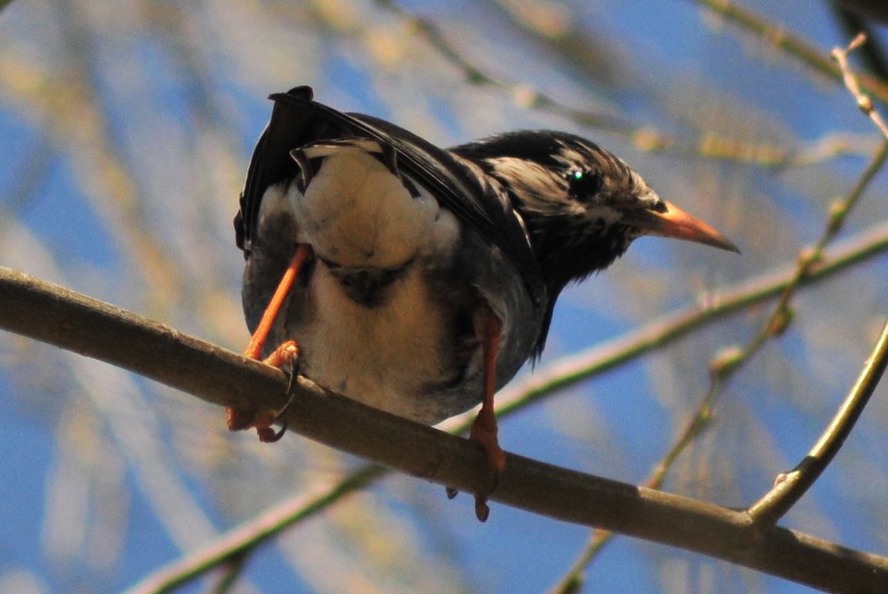 White-cheeked Starling