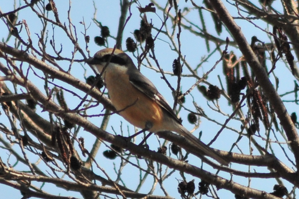 Bull-headed Shrike