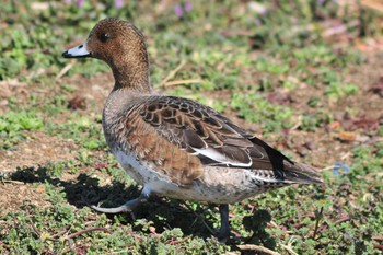 Eurasian Wigeon 山ノ神沼 Sat, 3/2/2019