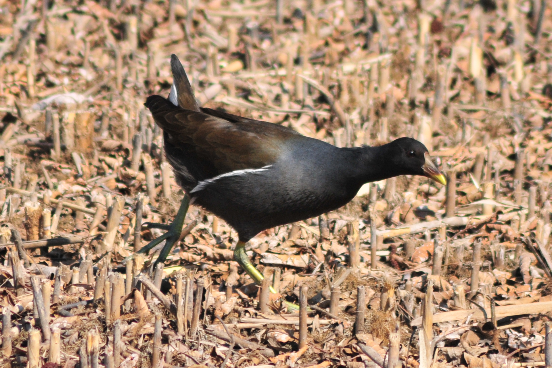 Common Moorhen