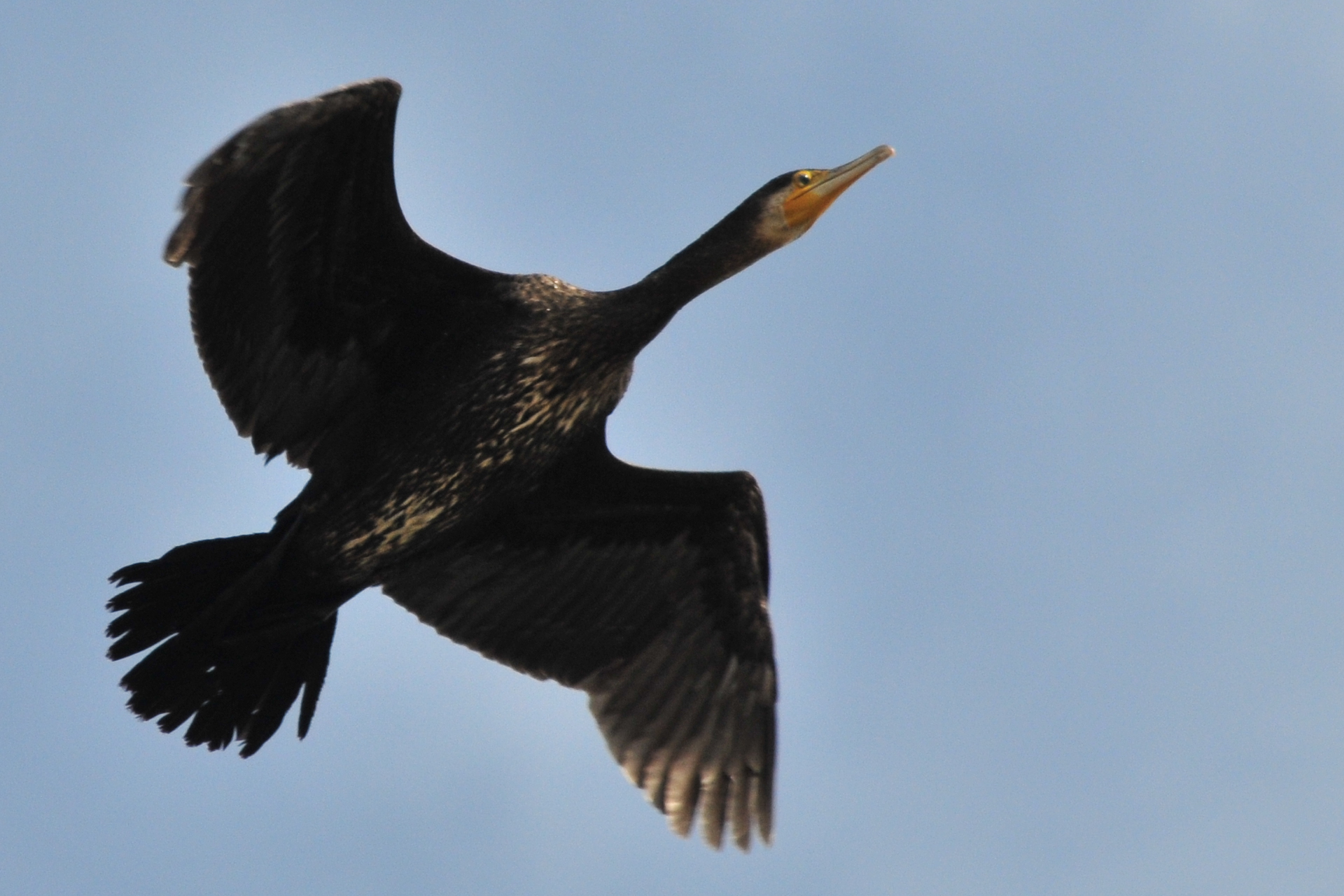 Great Cormorant