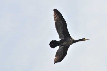 Great Cormorant 山ノ神沼 Fri, 2/22/2019