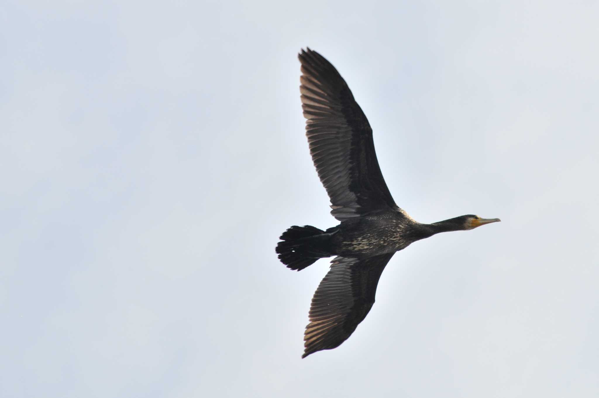 Great Cormorant