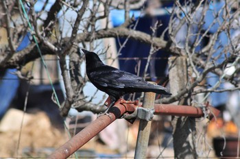 Carrion Crow 山ノ神沼 Sat, 3/2/2019