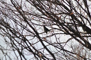 Brown-eared Bulbul 山ノ神沼 Fri, 2/22/2019