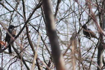 Brown-eared Bulbul 黒浜沼 Sun, 2/24/2019