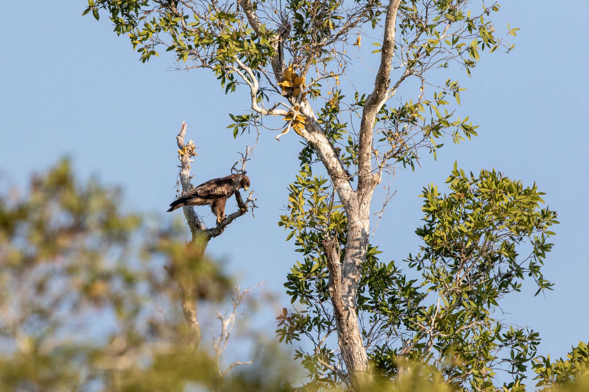 Booted Eagle