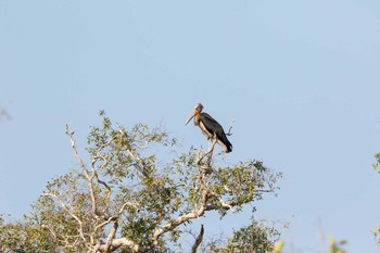 2019年2月26日(火) Koh Phra Thong National Parkの野鳥観察記録