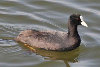 Eurasian Coot 柴山沼 Tue, 3/5/2019