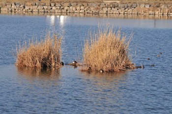 Little Grebe 柴山沼 Tue, 3/5/2019