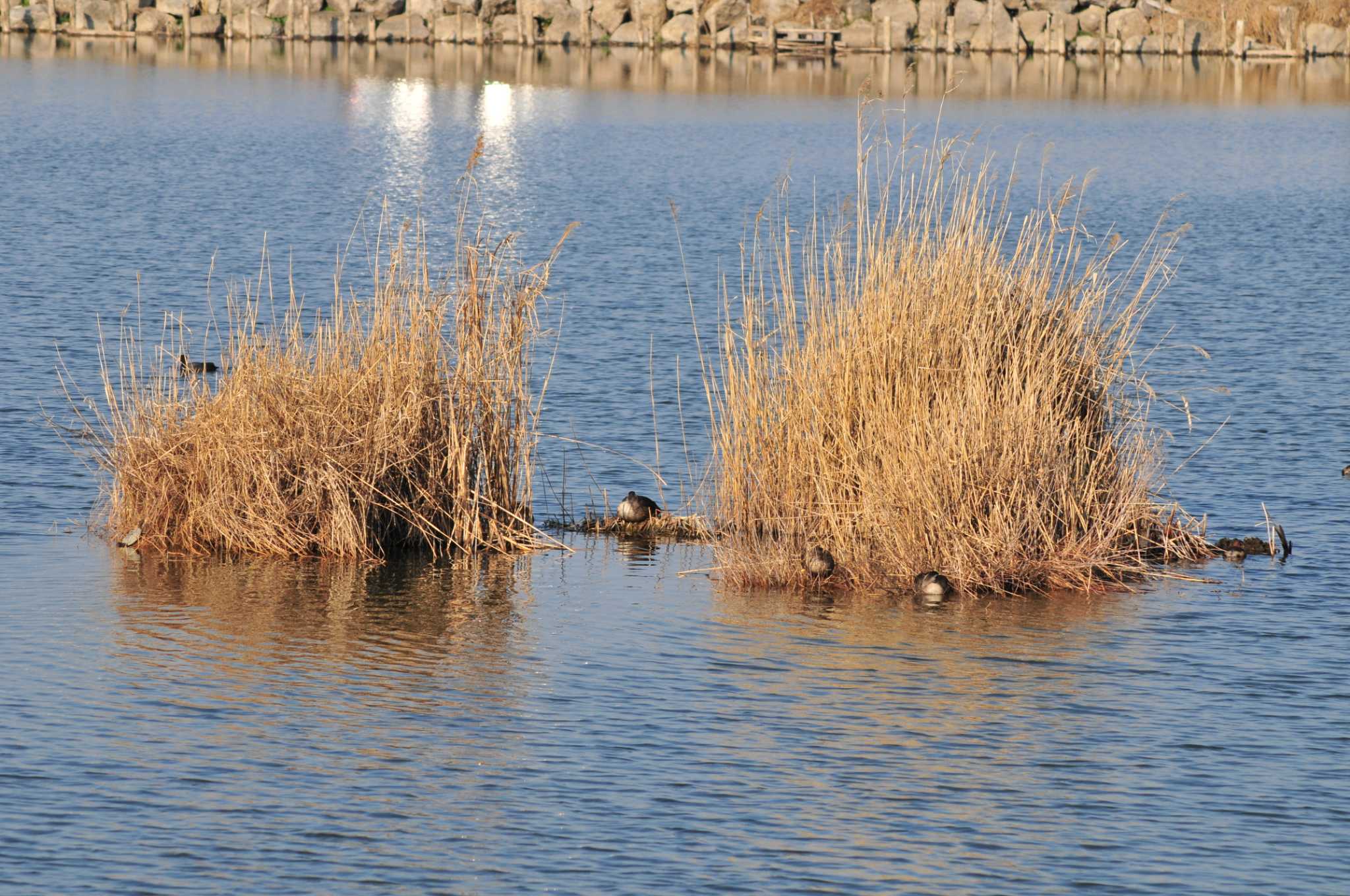 Photo of Eastern Spot-billed Duck at 柴山沼 by Lalxu