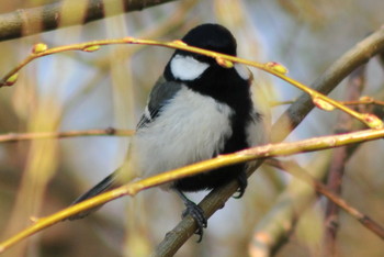 Japanese Tit 柴山沼 Tue, 3/5/2019