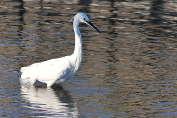 Little Egret 柴山沼 Tue, 3/5/2019