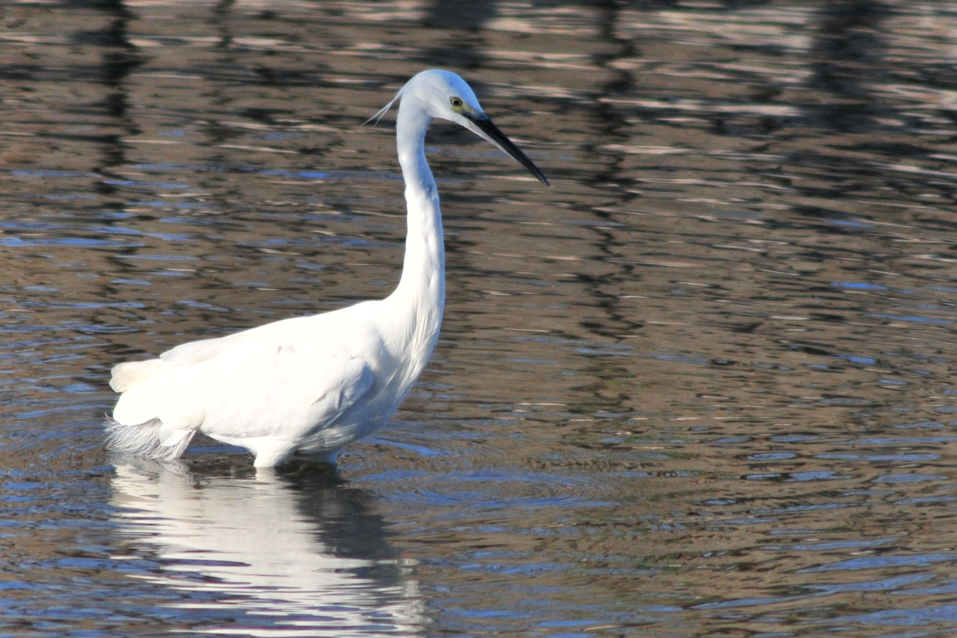 Photo of Little Egret at 柴山沼 by Lalxu