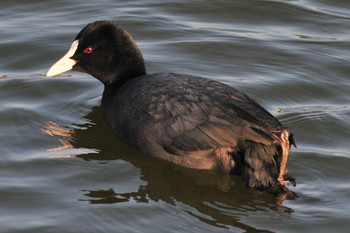 Eurasian Coot 柴山沼 Tue, 3/5/2019