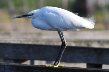 Little Egret 柴山沼 Tue, 3/5/2019