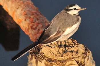 White Wagtail 柴山沼 Tue, 3/5/2019