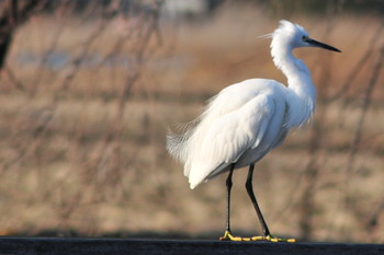 Little Egret 柴山沼 Tue, 3/5/2019