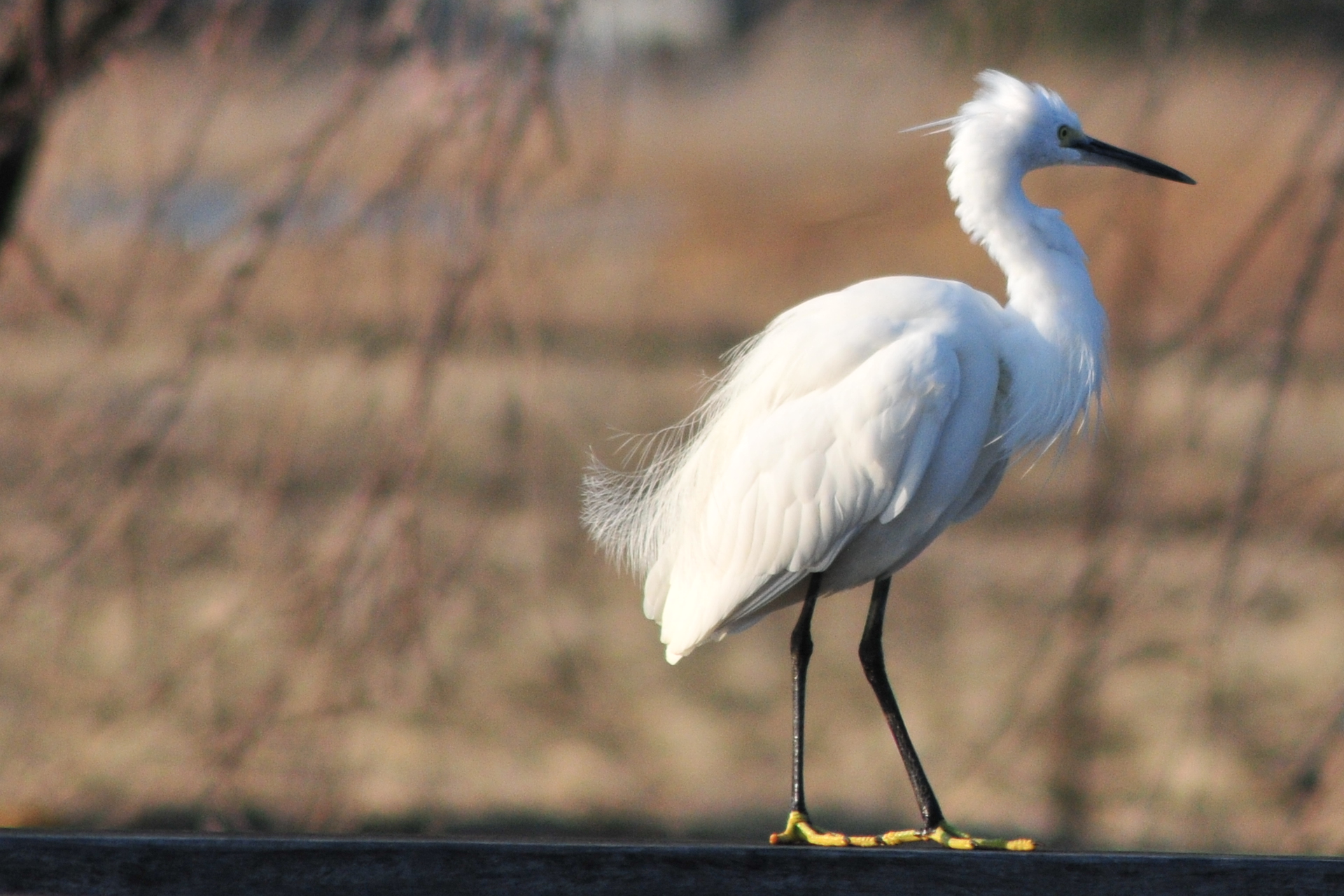 Photo of Little Egret at 柴山沼 by Lalxu