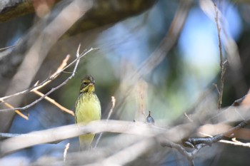 アオジ 小石川植物園 2017年11月5日(日)