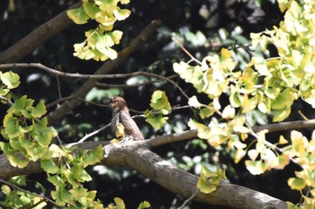 2017年11月5日(日) 小石川植物園の野鳥観察記録