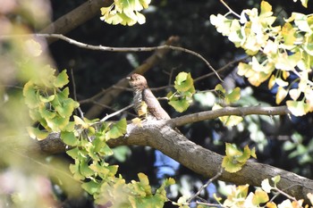 ツツドリ 小石川植物園 2017年11月5日(日)