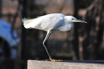 Little Egret 柴山沼 Tue, 3/5/2019