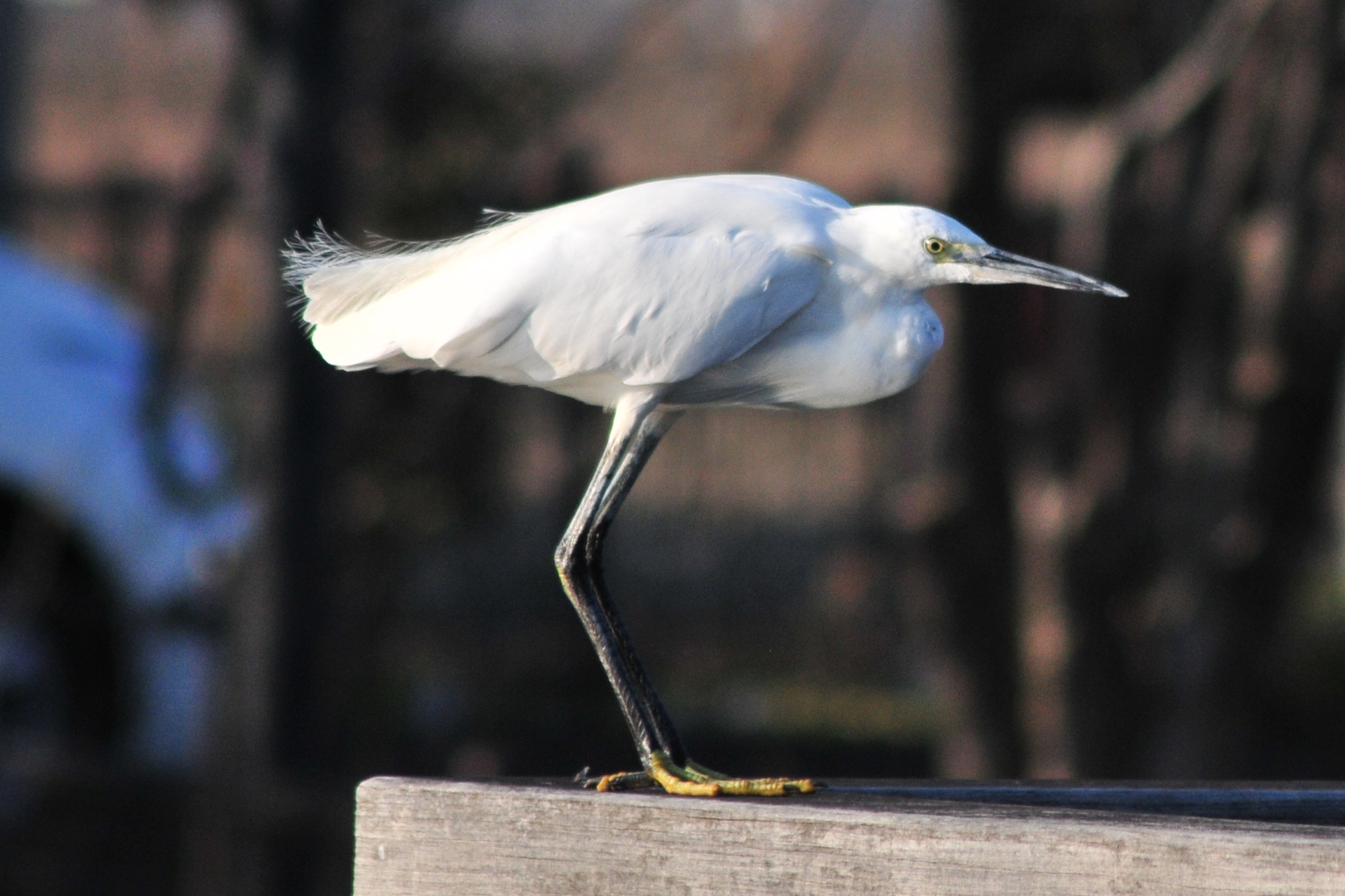 Photo of Little Egret at 柴山沼 by Lalxu