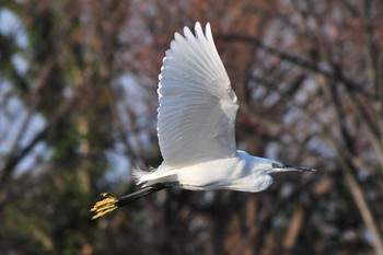 Little Egret 柴山沼 Tue, 3/5/2019