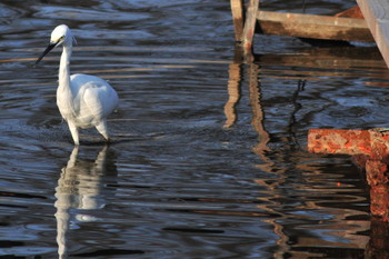 Little Egret Unknown Spots Tue, 3/5/2019