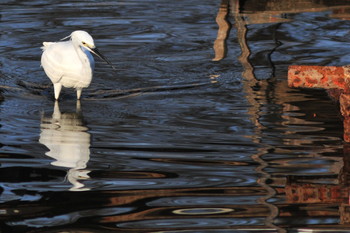 Little Egret 柴山沼 Tue, 3/5/2019