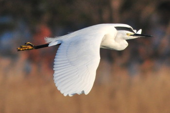 Little Egret 柴山沼 Tue, 3/5/2019