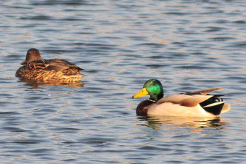 Mallard 柴山沼 Tue, 3/5/2019