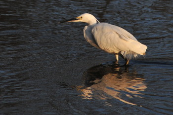 Little Egret 柴山沼 Tue, 3/5/2019