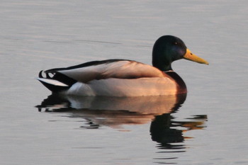 マガモ 柴山沼 2019年3月5日(火)