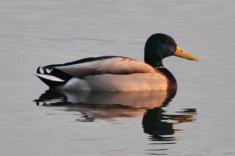 Photo of Mallard at 柴山沼 by Lalxu