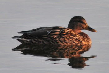 Mallard 柴山沼 Tue, 3/5/2019