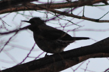 Brown-eared Bulbul 柴山沼 Tue, 3/5/2019